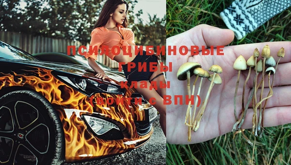 стафф Новодвинск